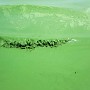 Blue Algae In Dian Lake 07